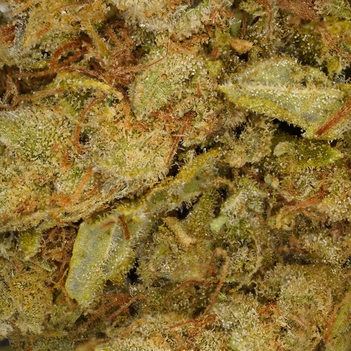 Amnesia CBD Hydroponique - Fleur CBD Verdanza